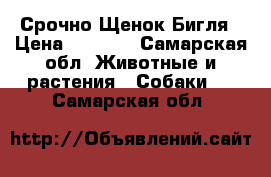 Срочно Щенок Бигля › Цена ­ 1 000 - Самарская обл. Животные и растения » Собаки   . Самарская обл.